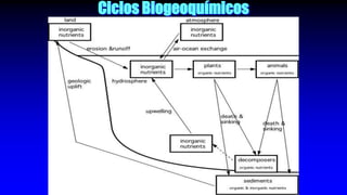 Ciclos Biogeoquímicos
 
