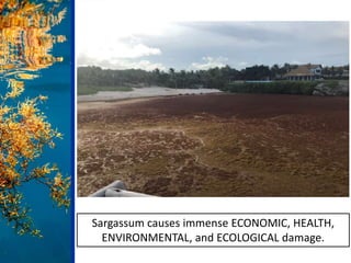 Sargassum causes immense ECONOMIC, HEALTH,
ENVIRONMENTAL, and ECOLOGICAL damage.
 