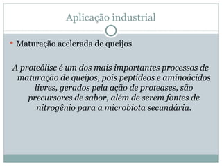 Aplicação industrial

 Maturação acelerada de queijos


A proteólise é um dos mais importantes processos de
 maturação de queijos, pois peptídeos e aminoácidos
     livres, gerados pela ação de proteases, são
    precursores de sabor, além de serem fontes de
      nitrogênio para a microbiota secundária.
 
