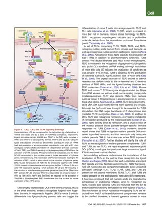 differentiation of naive T cells into antigen-speciﬁc Th17 and
                                                                                  Th1 cells (Uematsu et al., 2008). TLR11, which is present in
                                                                                  mice but not in humans, shows close homology to TLR5.
                                                                                  TLR11 recognizes uropathogenic bacteria and a proﬁlin-like
                                                                                  molecule derived from the intracellular protozoan Toxoplasma
                                                                                  gondii (Yarovinsky et al., 2005).
                                                                                     A set of TLRs, comprising TLR3, TLR7, TLR8, and TLR9,
                                                                                  recognize nucleic acids derived from viruses and bacteria, as
                                                                                  well as endogenous nucleic acids in pathogenic contexts (Akira
                                                                                  et al., 2006). Activation of these TLRs leads to the production of
                                                                                  type I IFNs in addition to proinﬂammatory cytokines. TLR3
                                                                                  detects viral double-stranded (ds) RNA in the endolysosome.
                                                                                  TLR3 is involved in the recognition of polyinosinic polycytidylic
                                                                                  acid (poly I:C), a synthetic dsRNA analog. Although inoculation
                                                                                  of mice with poly I:C induces the production of cytokines as
                                                                                  well as type I IFNs in mice, TLR3 is essential for the production
                                                                                  of cytokines such as IL-12p40, but not type I IFNs in sera (Kato
                                                                                  et al., 2006). The crystal structure of TLR3 bound to dsRNA
                                                                                  revealed that dsRNA binds to the N-terminal and C-terminal
                                                                                  portions of TLR3 LRRs, and this ligand binding dimerizes two
                                                                                  TLR3 molecules (Choe et al., 2005; Liu et al., 2008). Mouse
                                                                                  TLR7 and human TLR7/8 recognize single-stranded (ss) RNAs
                                                                                  from RNA viruses, as well as small purine analog compounds
                                                                                  (imidazoquinolines). TLR7 also detects RNAs from bacteria
                                                                                  such as Group B Streptococcus in endolysosomes in conven-
                                                                                  tional DCs (cDCs) (Mancuso et al., 2009). TLR9 senses unmethy-
                                                                                  lated DNA with CpG motifs derived from bacteria and viruses.
                                                                                  Although the CpG motif was thought to be essential for TLR9
                                                                                  stimulation, the DNA sugar backbone of 20 deoxyribose also
                                                                                  mediates TLR9 recognition (Haas et al., 2008). In addition to
                                                                                  DNA, TLR9 also recognizes hemozoin, a crystalline metabolite
                                                                                  of hemoglobin produced by the malaria parasite (Coban et al.,
                                                                                  2005). TLR9 directly binds to hemozoin, and a crude extract of
                                                                                  the malaria parasite elicits parasite-antigen-speciﬁc immune
Figure 1. TLR2, TLR3, and TLR4 Signaling Pathways
                                                                                  responses via TLR9 (Coban et al., 2010). However, another
Lipoproteins and LPS are recognized on the cell surface by a heterodimer of       report shows that TLR9 recognizes malaria parasite DNA con-
TLR1/6 and TLR2, and by 2 sets of TLR4/MD2 complexes, respectively.               tained in puriﬁed hemozoin, and that hemozoin only transports
Ligand stimulation recruits MyD88 and TIRAP to the TLR, and a complex of          malaria parasite DNA to the endosome, where TLR9 is present
IRAKs and TRAF6 is subsequently formed. TRAF6 acts as an E3 ubiquitin             (Parroche et al., 2007). Further studies will clarify the role of
ligase and catalyzes formation of a K63-linked polyubiquitin chain on TRAF6
                                                                                  TLR9 in the recognition of malaria parasite components. TLR7
itself and generation of an unconjugated polyubiquitin chain with an E2 ubiq-
                                                                                  and TLR9, but not TLR3, are highly expressed in plasmacytoid
uitin ligase complex of Ubc13 and Uev1A. Ubiquitination activates a complex
of TAK1, TAB1, and TAB2/3 resulting in the phosphorylation of NEMO and the        DCs (pDCs), a cell type that produces large amounts of type I
activation of an IKK complex. Phosphorylated IkB is degraded, and the freed       IFNs in response to virus infection.
NF-kB translocates to the nucleus where it drives expression of cytokine             Accumulating evidence underscores the importance of the
genes. Simultaneously, TAK1 activates MAP kinase cascades leading to the          localization of TLRs in the cell for their recognition by ligand
activation of AP-1, which is also critical for the induction of cytokine genes.   (Barton and Kagan, 2009). Given that self-nucleotides are potent
LPS induces translocation of TLR4 to the endosome together with TRAM.
                                                                                  TLR ligands and may facilitate autoimmunity, TLRs that recog-
TLR3 is present in the endosome and recognizes dsRNA. TLR3 and TLR4 acti-
vate TRIF-dependent signaling, which activates NF-kB and IRF3 resulting in        nize self-nucleotides are compartmentalized to avoid unwanted
the induction of proinﬂammatory cytokine genes and type I IFNs. TRAF6 and         activation. Although TLR1, TLR2, TLR4, TLR5, and TLR6 are
RIP1 activate NF-kB, whereas TRAF3 is responsible for phosphorylation of          present on the plasma membrane, TLR3, TLR7, and TLR9 are
IRF3 by TBK1/IKK-i. NAP1 and SINTBAD are required for the activation of           mainly present on the endoplasmic reticulum (ER) membrane.
TBK1/IKK-i. Phosphorylated IRF3 translocates into the nucleus to induce           It has been proposed that self-nucleic acids are degraded by
expression of type I IFN genes.
                                                                                  extracellular or endosomal DNases prior to recognition by
                                                                                  TLRs. Nucleic acid-sensing TLRs are recruited from the ER to
   TLR5 is highly expressed by DCs of the lamina propria (LPDCs)                  endolysosomes following stimulation by their ligands (Figure 2).
in the small intestine, where it recognizes ﬂagellin from ﬂagel-                  The mechanism by which nucleotide-recognizing TLRs are re-
lated bacteria. In response to ﬂagellin, LPDCs induce B cells to                  cruited from the ER to the endolysosome compartment remains
differentiate into IgA-producing plasma cells and trigger the                     to be clariﬁed. However, a forward genetics screen in mice


                                                                                        Cell 140, 805–820, March 19, 2010 ª2010 Elsevier Inc. 807
 