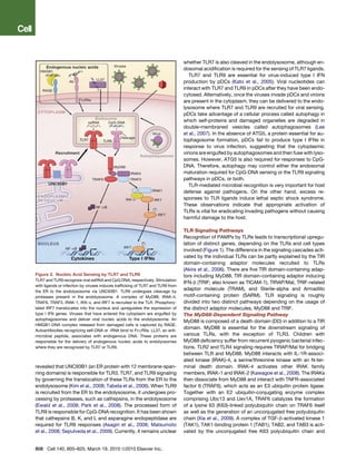 whether TLR7 is also cleaved in the endolysosome, although en-
                                                                                dosomal acidiﬁcation is required for the sensing of TLR7 ligands.
                                                                                   TLR7 and TLR9 are essential for virus-induced type I IFN
                                                                                production by pDCs (Kato et al., 2005). Viral nucleotides can
                                                                                interact with TLR7 and TLR9 in pDCs after they have been endo-
                                                                                cytosed. Alternatively, once the viruses invade pDCs and virions
                                                                                are present in the cytoplasm, they can be delivered to the endo-
                                                                                lysosome where TLR7 and TLR9 are recruited for viral sensing.
                                                                                pDCs take advantage of a cellular process called autophagy in
                                                                                which self-proteins and damaged organelles are degraded in
                                                                                double-membraned vesicles called autophagosomes (Lee
                                                                                et al., 2007). In the absence of ATG5, a protein essential for au-
                                                                                tophagosome formation, pDCs fail to produce type I IFNs in
                                                                                response to virus infection, suggesting that the cytoplasmic
                                                                                virions are engulfed by autophagosomes and then fuse with lyso-
                                                                                somes. However, ATG5 is also required for responses to CpG-
                                                                                DNA. Therefore, autophagy may control either the endosomal
                                                                                maturation required for CpG-DNA sensing or the TLR9 signaling
                                                                                pathways in pDCs, or both.
                                                                                   TLR-mediated microbial recognition is very important for host
                                                                                defense against pathogens. On the other hand, excess re-
                                                                                sponses to TLR ligands induce lethal septic shock syndrome.
                                                                                These observations indicate that appropriate activation of
                                                                                TLRs is vital for eradicating invading pathogens without causing
                                                                                harmful damage to the host.

                                                                                TLR Signaling Pathways
                                                                                Recognition of PAMPs by TLRs leads to transcriptional upregu-
                                                                                lation of distinct genes, depending on the TLRs and cell types
                                                                                involved (Figure 1). The difference in the signaling cascades acti-
                                                                                vated by the individual TLRs can be partly explained by the TIR
                                                                                domain-containing adaptor molecules recruited to TLRs
                                                                                (Akira et al., 2006). There are ﬁve TIR domain-containing adap-
Figure 2. Nucleic Acid Sensing by TLR7 and TLR9                                 tors including MyD88, TIR domain-containing adaptor inducing
TLR7 and TLR9 recognize viral ssRNA and CpG DNA, respectively. Stimulation
                                                                                IFN-b (TRIF; also known as TICAM-1), TIRAP/Mal, TRIF-related
with ligands or infection by viruses induces trafﬁcking of TLR7 and TLR9 from
the ER to the endolysosome via UNC93B1. TLR9 undergoes cleavage by
                                                                                adaptor molecule (TRAM), and Sterile-alpha and Armadillo
proteases present in the endolysosome. A complex of MyD88, IRAK-4,              motif-containing protein (SARM). TLR signaling is roughly
TRAF6, TRAF3, IRAK-1, IKK-a, and IRF7 is recruited to the TLR. Phosphory-       divided into two distinct pathways depending on the usage of
lated IRF7 translocates into the nucleus and upregulates the expression of      the distinct adaptor molecules, MyD88 and TRIF.
type I IFN genes. Viruses that have entered the cytoplasm are engulfed by       The MyD88-Dependent Signaling Pathway
autophagosomes and deliver viral nucleic acids to the endolysosome. An
                                                                                MyD88 is composed of a death domain (DD) in addition to a TIR
HMGB1-DNA complex released from damaged cells is captured by RAGE.
                                                                                domain. MyD88 is essential for the downstream signaling of
Autoantibodies recognizing self-DNA or -RNA bind to FcgRIIa. LL37, an anti-
microbial peptide, associates with endogenous DNA. These proteins are           various TLRs, with the exception of TLR3. Children with
responsible for the delivery of endogenous nucleic acids to endolyosomes        MyD88 deﬁciency suffer from recurrent pyogenic bacterial infec-
where they are recognized by TLR7 or TLR9.                                      tions. TLR2 and TLR4 signaling requires TIRAP/Mal for bridging
                                                                                between TLR and MyD88. MyD88 interacts with IL-1R-associ-
                                                                                ated kinase (IRAK)-4, a serine/threonine kinase with an N-ter-
revealed that UNC93B1 (an ER protein with 12 membrane-span-                     minal death domain. IRAK-4 activates other IRAK family
ning domains) is responsible for TLR3, TLR7, and TLR9 signaling                 members, IRAK-1 and IRAK-2 (Kawagoe et al., 2008). The IRAKs
by governing the translocation of these TLRs from the ER to the                 then dissociate from MyD88 and interact with TNFR-associated
endolysosome (Kim et al., 2008; Tabeta et al., 2006). When TLR9                 factor 6 (TRAF6), which acts as an E3 ubiquitin protein ligase.
is recruited from the ER to the endolysosome, it undergoes pro-                 Together with an E2 ubiquitin-conjugating enzyme complex
cessing by proteases, such as cathepsins, in the endolysosome                   comprising Ubc13 and Uev1A, TRAF6 catalyzes the formation
(Ewald et al., 2008; Park et al., 2008). The processed form of                  of a lysine 63 (K63)-linked polyubiquitin chain on TRAF6 itself
TLR9 is responsible for CpG-DNA recognition. It has been shown                  as well as the generation of an unconjugated free polyubiquitin
that cathepsins B, K, and L and asparagine endopeptidase are                    chain (Xia et al., 2009). A complex of TGF-b-activated kinase 1
required for TLR9 responses (Asagiri et al., 2008; Matsumoto                    (TAK1), TAK1-binding protein 1 (TAB1), TAB2, and TAB3 is acti-
et al., 2008; Sepulveda et al., 2009). Currently, it remains unclear            vated by the unconjugated free K63 polyubiquitin chain and


808 Cell 140, 805–820, March 19, 2010 ª2010 Elsevier Inc.
 