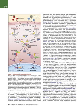 triphosphate end. HCV genomic RNA has been screened for
                                                                                  RNA sequences that activate RIG-I. Poly(U)- or poly(A)-rich
                                                                                  sequences from the HCV RNA 30 untranslated region (UTR) are
                                                                                  responsible for RIG-I-mediated IFN production, based on
                                                                                  RNAs generated by in vitro transcription using T7 polymerase
                                                                                  (Saito et al., 2008). However, in vitro-transcribed RNAs with
                                                                                  low U/A content also potently activate RIG-I. Therefore, further
                                                                                  studies are required to clarify whether particular RNA sequences
                                                                                  are important for RIG-I-mediated recognition.
                                                                                     VSV produces dsRNA in infected cells (Kato et al., 2008).
                                                                                  Disruption of dsRNA among RNAs from VSV-infected cells
                                                                                  reduces the IFN-b-inducing activity, suggesting that the pres-
                                                                                  ence of dsRNA in VSV-infected cells is important for recognition
                                                                                  by RIG-I. Interestingly, the dsRNA fragments produced by VSV
                                                                                  infection are about 2.0–2.5 kb, and much shorter than the size
                                                                                  of the VSV genomic RNA. It has been reported that defective
                                                                                  interfering (DI) particles are generated in VSV-infected cells,
                                                                                  and that the sizes of DI particle dsRNAs are about 2.2 kb
                                                                                  (Pattnaik et al., 1995). Thus, the dsRNA generated during the
                                                                                  course of VSV replication may be derived from DI particles,
                                                                                  although further studies are needed to clarify the source of this
                                                                                  dsRNA. As DI particles are known to strongly induce type I
                                                                                  IFNs, RIG-I may play a role in detecting the presence of dsRNA
                                                                                  in DI particles. In contrast, it is difﬁcult to detect dsRNA in cells
                                                                                  infected with inﬂuenza virus. Genomic RNA from inﬂuenza virus
                                                                                  lost its IFN-inducing activity after a phosphatase treatment that
                                                                                  removed the 50 triphosphate end. The sequences of the 50 and
                                                                                  30 ends of the viral RNA are partially complementary to each
                                                                                  other, and it has been suggested that a panhandle structure
                                                                                  can form (Hsu et al., 1987). Thus, it is tempting to speculate
                                                                                  that short panhandle dsRNA with a 50 triphosphate is responsible
                                                                                  for recognition by RIG-I.
                                                                                     In contrast to RIG-I, MDA5 detects long dsRNA (more than
                                                                                  2 kb) such as poly I:C. MDA5À/À mice show severely reduced
                                                                                  production of type I IFNs in response to poly I:C inoculation
                                                                                  in vivo, whereas their production of IL-12p40 is not impaired
                                                                                  (Kato et al., 2006). Shortening the length of the poly I:C by treat-
                                                                                  ment with a dsRNA-speciﬁc nuclease converts poly I:C from an
                                                                                  MDA5 ligand to a RIG-I ligand, indicating that long, but not short,
                                                                                  dsRNA is recognized by MDA5. EMCV produces high levels of
Figure 3. Recognition of RNA Viruses by RLRs
                                                                                  dsRNA in infected cells, and the 50 end of its genomic RNA is
RIG-I and MDA5 recognize different RNA viruses by detecting short dsRNAs
with 50 triphosphate ends and long dsRNAs, respectively. LGP2 functions as
                                                                                  covalently linked to a small protein, VPg. Investigation of RNA
a positive regulator in RIG-I-mediated and MDA5-mediated virus recognition.       from EMCV-stimulated cells has revealed that higher-order
Activation of RIG-I is positively and negatively regulated by ubiquitin ligases   structure RNA containing both dsRNA and ssRNA, but not
TRIM25 and RNF125, respectively. RIG-I and MDA5 interact with IPS-1               simple dsRNA as the replication intermediate, has MDA5-stimu-
through homophilic interactions between CARD domains. IPS-1 then activates        lating activity (Pichlmair et al., 2009).
signaling cascades leading to the expression of type I IFN genes via EYA4,
                                                                                     LGP2, the third member of the RLR family, lacks a CARD, and
TRAF3, NAP1/SINTBAD, TBK1/IKK-i, and IRF3/7. RLR signaling mediates
                                                                                  in vitro studies have suggested that LGP2 functions as a negative
polyubiquitination of TRAF3, which is removed by a deubiquitinase, DUBA.
Simultaneously, IPS-1 signaling induces nuclear translocation of NF-kB via        regulator of RIG-I and MDA5 responses by sequestering dsRNA
TRADD and FADD and caspase-8/-10. A cleaved fragment of caspase-8/-10             or inhibiting RIG-I conformational changes (Rothenfusser et al.,
is responsible for the activation of NF-kB.                                       2005; Saito et al., 2007; Yoneyama et al., 2005). However, the
                                                                                  generation of LGP2À/À mice and mice with a point mutation,
with a 50 triphosphate end is able to potently induce type I IFNs.                D30A, that disrupts the ATPase activity of LGP2 revealed that
In contrast, a 50 triphosphate end is not always necessary, as                    LGP2 positively regulates production of type I IFNs in response
chemically synthesized dsRNAs with a 50 monophosphate end                         to RNA viruses recognized by both RIG-I and MDA5 (Satoh
or those without a 50 phosphate can potently activate RIG-I                       et al., 2010). Nevertheless, LGP2 is dispensable for type I IFN
(Takahasi et al., 2008; Kato et al., 2008). The amount of IFNs                    production following transfection by synthetic RNAs. These
produced by these RNAs is low compared to dsRNA with a 50                         results suggest that LPS2 may modify viral RNA by removing


810 Cell 140, 805–820, March 19, 2010 ª2010 Elsevier Inc.
 