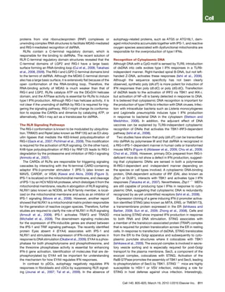 proteins from viral ribonucleoprotein (RNP) complexes or               autophagy-related proteins, such as ATG5 or ATG16L1, dam-
unwinding complex RNA structures to facilitate MDA5-mediated           aged mitochondria accumulate together with IPS-1, and reactive
and RIG-I-mediated recognition of dsRNA.                               oxygen species associated with dysfunctional mitochondria are
   RLRs contain a C-terminal regulatory domain, which is               responsible for the overproduction of type I IFNs.
responsible for the binding to dsRNAs. The recent solution of
RLR C-terminal regulatory domain structures revealed that the          Recognition of Cytoplasmic DNA
C-terminal domains of LGP2 and RIG-I have a large basic                Although DNA with a CpG motif is sensed by TLR9, introduction
surface forming an RNA-binding loop (Cui et al., 2008; Takahasi        of dsDNA into cells evokes type I IFN responses in a TLR9-
et al., 2008, 2009). The RIG-I and LGP2 C-terminal domains bind        independent manner. Right-handed spiral B-DNA, but not left-
to the termini of dsRNA. Although the MDA5 C-terminal domain           handed Z-DNA, activates these responses (Ishii et al., 2006).
also has a large basic surface, it is extensively ﬂat because of the   Although the sequence speciﬁcity has not been clearly
open conformation of the RNA-binding loop. Therefore, the              observed, synthetic poly (dA:dT) is more potent for induction of
RNA-binding activity of MDA5 is much weaker than that of               IFN responses than poly (dI:dC) or poly (dG:dC). Transfection
RIG-I and LGP2. RLRs catalyze ATP via the DExD/H helicase              of dsDNA leads to the activation of IRF3 via TBK1 and IKK-i,
domain, and the ATPase activity is essential for RLRs to induce        but activation of NF-kB is barely detected in response to DNA.
type I IFN production. Although RIG-I has helicase activity, it is     It is believed that cytoplasmic DNA recognition is important for
not clear if the unwinding of dsRNA by RIG-I is required for trig-     the production of type I IFNs to infection with DNA viruses. Infec-
gering the signaling pathway. RIG-I might change its conforma-         tion with intracellular bacteria such as Listeria monocytogenes
tion to expose the CARDs and dimerize by catalyzing ATP, or            and Legionella pneumophila induces type I IFN production
alternatively, RIG-I may act as a translocase for dsRNA.               in response to bacterial DNA in the cytoplasm (Stetson and
                                                                       Medzhitov, 2006). In addition, the adjuvant effect of DNA
The RLR Signaling Pathways                                             vaccines can be explained by TLR9-independent cytoplasmic
The RIG-I conformation is known to be modulated by ubiquitina-         recognition of DNAs that activates the TBK1-IRF3-dependent
tion. TRIM25 and Riplet (also known as RNF135) act as E3 ubiq-         pathway (Ishii et al., 2008).
uitin ligases that mediate the K63-linked polyubiquitination of            Two studies have shown that poly (dA:dT) can be transcribed
RIG-I (Gack et al., 2007; Pichlmair et al., 2009). This modiﬁcation    into dsRNA by polymerase III and that dsRNA is recognized in
is required for the activation of RLR signaling. On the other hand,    a RIG-I-IPS-1-dependent manner in human cells or transformed
K48-type polyubiquitination of RIG-I by RNF125 leads to RIG-I          mouse MEFs (Figure 4) (Ablasser et al., 2009; Chiu et al., 2009;
degradation by the proteasome and inhibition of RIG-I signaling        Choi et al., 2009). However, primary DCs prepared from RIG-I-
(Arimoto et al., 2007).                                                deﬁcient mice do not show a defect in IFN production, suggest-
   The CARDs of RLRs are responsible for triggering signaling          ing that cytoplasmic DNAs are sensed in both a polymerase
cascades by interacting with the N-terminal CARD-containing            III-RIG-I-dependent and -independent manner depending on
adaptor IFN-b-promoter stimulator 1 (IPS-1) (also known as             the species or cell types involved. A cytoplasmic DNA-binding
MAVS, CARDIF, or VISA) (Kawai and Akira, 2006) (Figure 3).             protein, DNA-dependent activator of IRF (DAI, also known as
IPS-1 is localized on the mitochondrial membrane, and cleavage         Zbp1 or DLM1), interacts with TBK1 and activates type I IFN
of IPS-1 by an HCV NS3/4A protease, which dislodges it from the        responses (Takaoka et al., 2007). Nevertheless, Zbp1À/À MEFs
mitochondrial membrane, results in abrogation of RLR signaling.        are still capable of producing type I IFNs in response to cyto-
NLRX1 (also known as NOD9), an NLR family member, is local-            plasmic DNA, suggesting that cytoplasmic DNA is redundantly
ized on the mitochondrial membrane and acts as an inhibitor of         recognized by as-yet unidentiﬁed receptors (Ishii et al., 2008).
IPS-1 signaling (Moore et al., 2008). However, another report              Expression cloning of a gene inducing IFN-b promoter activa-
showed that NLRX1 is a mitochondrial matrix protein responsible        tion identiﬁed STING (also known as MITA, ERIS, or TMEM173),
for the generation of reactive oxygen species. Therefore, further      a transmembrane protein expressed in the ER (Ishikawa and
studies are required to clarify the role of NLRX1 in RLR signaling     Barber, 2008; Sun et al., 2009; Zhong et al., 2008). Cells and
(Arnoult et al., 2009). IPS-1 activates TRAF3 and TRADD                mice lacking STING show impaired IFN production in response
(Michallet et al., 2008). The downstream signaling molecules           to both RNA and DNA stimulation. STING associates with
for the expression of IFN-inducible genes are shared between           a member of the translocon-associated protein (TRAP) complex
the IPS-1 and TRIF signaling pathways. The recently identiﬁed          that is required for protein translocation across the ER in resting
protein Eyes absent 4 (EYA4) associates with IPS-1 and                 cells. In response to transfection of dsDNA, STING translocates
NLRX1 and stimulates the expression of IFN-inducible genes in          from the ER to the Golgi apparatus and subsequently to cyto-
response to DNA stimulation (Okabe et al., 2009). EYA4 is a phos-      plasmic punctate structures where it colocalizes with TBK1
phatase for both phosphotyrosine and phosphothreonine, and             (Ishikawa et al., 2009). The exocyst complex is involved in secre-
the threonine phosphatase activity is essential for enhancing          tory vesicle sorting and is especially required for post-Golgi
IFN-b gene activation. Identiﬁcation of molecules that are de-         transport to the plasma membrane. Sec5, a component of the
phosphorylated by EYA4 will be important for understanding             exocyst complex, colocalizes with STING. Activation of the
the mechanism for how EYA4 regulates IFN responses.                    RalB GTPase promotes the assembly of TBK1 and Sec5, leading
   In contrast to pDCs, autophagy negatively regulates IFN             to phosphorylation of Sec5 by TBK1. STINGÀ/À mice are highly
responses in ﬁbroblasts and cDCs by suppressing RLR signal-            susceptible to HSV-1 or VSV infection, indicating a role for
ing (Jounai et al., 2007; Tal et al., 2009). In the absence of         STING in host defense against virus infection. Interestingly,


                                                                             Cell 140, 805–820, March 19, 2010 ª2010 Elsevier Inc. 811
 