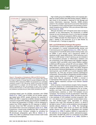 High-mobility group box (HMGB) proteins were originally iden-
                                                                              tiﬁed as nuclear proteins with DNA-binding capacity. HMGB1 is
                                                                              also known to be secreted in response to cell damage and
                                                                              evokes inﬂammatory responses. Recently, HMGB proteins
                                                                              present in the cytoplasm were found to act as the initial sensors
                                                                              for cytoplasmic nucleic acids that lead to the activation of down-
                                                                              stream receptors such as RLRs, TLRs, and unknown DNA recep-
                                                                              tors (Yanai et al., 2009).
                                                                                 Although stimulation with TLR ligands alone does not lead to
                                                                              activation of the inﬂammasome, the introduction of dsDNA
                                                                              induces not only the production of pro-IL-b but also its cleavage
                                                                              via caspase-1. Sensing of cytoplasmic DNA by absent-in-mela-
                                                                              noma 2 (AIM2) activates the inﬂammasome via ASC and cas-
                                                                              pase-1, leading to the production of IL-1b (see Review by
                                                                              K. Schroder and J. Tschopp on page 821).

                                                                              NLR- and CLR-Mediated Pathogen Recognition
                                                                              The NLR family consists of cytoplasmic pathogen sensors that
                                                                              are composed of a central nucleotide-binding domain and
                                                                              C-terminal leucine-rich repeats (Inohara et al., 2005). The N-ter-
                                                                              minal portions of most NLRs harbor protein-binding motifs, such
                                                                              as CARDs, a pyrin domain, and a baculovirus inhibitor of
                                                                              apoptosis protein repeat (BIR) domain. NLRs harboring a pyrin
                                                                              domain or a BIR domain in their N terminus are not involved in
                                                                              the transcriptional activation of inﬂammatory mediators and
                                                                              are components of the inﬂammasome that regulates caspase-
                                                                              1 activation. NOD1 and NOD2, which harbor CARDs in addition
                                                                              to NOD and LRR domains, activate NF-kB via an adaptor, RIP2/
                                                                              RICK. NOD1 and NOD2 induce transcriptional upregulation of
                                                                              proinﬂammatory cytokine genes. NOD1 and NOD2 recognize
                                                                              the structures of bacterial peptidoglycans, g-D-glutamyl-meso-
                                                                              diaminopimelic acid (iE-DAP) and muramyl dipeptide (MDP),
                                                                              respectively. As TLRs also recognize bacterial peptidoglycan
                                                                              components, TLRs and NODs synergistically activate proinﬂam-
                                                                              matory cytokine production. In addition to bacteria, a recent
Figure 4. Recognition of Cytoplasmic DNA and IFN Production
                                                                              study found that the expression of NOD2 is involved in
Double-stranded DNA (dsDNA) accumulates in the cytoplasm after infection
by viruses or bacteria or through failure to process endogenous DNA. The      50 -triphosphate RNA-induced type I IFN production and host
intracellular DNA is captured by HMGB1 and recognized by an unidentiﬁed       defense against respiratory syncytial virus infection (Sabbah
cytoplasmic receptor or DAI. Alternatively, dsDNA is transcribed into dsRNA   et al., 2009).
by polymerase III in a species- and cell type-speciﬁc manner. Generated           CLRs comprise a transmembrane receptor family character-
dsRNA is recognized by RIG-I and production of type I IFNs is induced.        ized by the presence of a carbohydrate-binding domain. CLRs
Following DNA stimulation, an ER protein STING translocates from the ER to
                                                                              recognize carbohydrates on microorganisms such as viruses,
the cytoplasmic punctate structure, where STING colocalizes with TBK1.
                                                                              bacteria, and fungi. CLRs either stimulate the production of
                                                                              proinﬂammatory cytokines or inhibit TLR-mediated immune
autophagy-related gene 9a (ATG9a) colocalizes with STING                      complexes. The functions of CLRs are described in detail else-
(Saitoh et al., 2009). Loss of ATG9a, but not another autoph-                 where (Geijtenbeek and Gringhuis, 2009), and here we give just
agy-related gene (ATG7), greatly enhances the assembly of                     a few examples of CLR-mediated microbial recognition. Dec-
STING with TBK1 in response to dsDNA, followed by increased                   tin-1 and dectin-2 are immunoreceptor tyrosine-based activa-
production of type I IFNs. Notably, the introduction of dsRNA did             tion motif (ITAM)-coupled CLRs responsible for sensing
not induce the translocation of STING; it will be interesting to              b-glucans from fungi. DCs activated by dectin-1 or dectin-2
explore how STING regulates the IFN response to dsRNA. It                     are able to instruct T cells to confer protective immunity against
has been shown that TBK1 activation by RalB is involved in                    Candida albicans (Robinson et al., 2009). The macrophage
cell transformation and tumor progression (Chien et al., 2006).               C-type lectin MINCLE (also known as Clec4e and Clecsf9)
Furthermore, a recent study revealed that TBK1 is required for                senses infection by fungi such as Malassezia and Candida
KRAS-driven cancer formation, probably by activating the                      (Yamasaki et al., 2009). In addition, MINCLE is responsible for
NF-kB-induced antiapoptotic gene BCL-xL (Barbie et al.,                       the detection of an endogenous protein, spliceosome-associ-
2009). Thus, TBK1 is a pleiotropic kinase involved in both innate             ated protein 130 (SAP130), which is a component of U2 snRNP
immunity and tumorigenesis.                                                   from necrotic host cells (Yamasaki et al., 2008). CLEC9A is


812 Cell 140, 805–820, March 19, 2010 ª2010 Elsevier Inc.
 