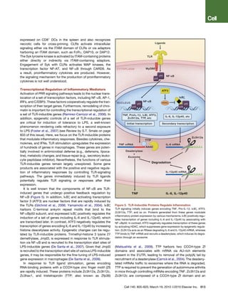 expressed on CD8+ DCs in the spleen and also recognizes
necrotic cells for cross-priming. CLRs activate intracellular
signaling either via the ITAM domain of CLRs or via adaptors
harboring an ITAM domain, such as FcRg, DAP10, or DAP12.
The Syk tyrosine kinase is activated by ITAM-containing proteins
either directly or indirectly via ITAM-containing adaptors.
Engagement of Syk with CLRs activates MAP kinases, the
transcription factor NF-AT, and NF-kB through CARD9. As
a result, proinﬂammatory cytokines are produced. However,
the signaling mechanism for the production of proinﬂammatory
cytokines is not well understood.

Transcriptional Regulation of Inﬂammatory Mediators
Activation of PRR signaling pathways leads to the nuclear trans-
location of a set of transcription factors, including NF-kB, AP-1,
IRFs, and C/EBPb. These factors cooperatively regulate the tran-
scription of their target genes. Furthermore, remodeling of chro-
matin is important for controlling the transcriptional regulation of
a set of TLR-inducible genes (Ramirez-Carrozzi et al., 2006). In
addition, epigenetic controls of a set of TLR-inducible genes
are critical for induction of tolerance to LPS, a well-known
phenomenon rendering cells refractory to a second exposure
to LPS (Foster et al., 2007) (see Review by S.T. Smale on page
833 of this issue). Here, we focus on the TLR-inducible proteins
that modulate inﬂammatory responses. Besides cytokines, che-
mokines, and IFNs, TLR stimulation upregulates the expression
of hundreds of genes in macrophages. These genes are poten-
tially involved in antimicrobial defense (e.g., defensins, lipoca-
line), metabolic changes, and tissue repair (e.g., secretory leuko-
cyte peptidase inhibitor). Nevertheless, the functions of various
TLR-inducible genes remain largely unexplored. Some gene
products are associated with the positive and negative regula-
tion of inﬂammatory responses by controlling TLR-signaling
pathways. The genes immediately induced by TLR ligands
potentially regulate TLR signaling or responses after their
expression.
   It is well known that the components of NF-kB are TLR-
induced genes that undergo positive feedback regulation by
NF-kB (Figure 5). In addition, IkBz and activating transcription
factor 3 (ATF3) are nuclear factors that are rapidly induced by
the TLRs (Gilchrist et al., 2006; Yamamoto et al., 2004). IkBz          Figure 5. TLR-Inducible Proteins Regulate Inﬂammation
harbors C-terminal ankyrin repeat motifs that bind to the               TLR signaling initially induces genes encoding TNF, Pro-IL-1b, IkBz, ATF3,
                                                                        Zc3h12a, TTP, and so on. Proteins generated from these genes modulate
NF-kBp50 subunit, and expressed IkBz positively regulates the
                                                                        inﬂammatory protein expression by various mechanisms. IkBz positively regu-
induction of a set of genes including IL-6 and IL-12p40, which          lates transcription of genes including IL-6 and IL-12p40 by associating with
are transcribed later. In contrast, ATF3 negatively regulates the       NF-kBp50. In contrast, ATF3 negatively regulates transcription of these genes
transcription of genes encoding IL-6 and IL-12p40 by increasing         by activating HDAC, which suppresses gene expression by epigenetic regula-
histone deacetylase activity. Epigenetic changes can be regu-           tion. Zc3h12a acts as an RNase degrading IL-6 and IL-12p40 mRNA, whereas
lated by TLR-inducible proteins. Trimethyl-histone 3 lysine 27          TTP binds to TNF mRNA and recruits a deadenylase, which induces its degra-
demethylase, Jmjd3, is expressed in response to TLR stimula-            dation through an exosome.

tion via NF-kB and is recruited to the transcription start sites of
LPS-inducible genes (De Santa et al., 2007). Given that Jmjd3           (Matsushita et al., 2009). TTP harbors two CCCH-type Zf
is recruited to the transcription start site of various LPS-inducible   domains and associates with mRNA via AU-rich elements
genes, it may be responsible for the ﬁne-tuning of LPS-induced          present in the 30 UTR, leading to removal of the poly(A) tail by
gene expression in macrophages (De Santa et al., 2009).                 recruitment of a deadenylase (Carrick et al., 2004). The deadeny-
   In response to TLR ligand stimulation, genes encoding                lated mRNAs trafﬁc to exosomes where the RNA is degraded.
RNA-binding proteins with a CCCH-type zinc ﬁnger motif (Zf)             TTP is required to prevent the generation of autoimmune arthritis
are rapidly induced. These proteins include Zc3h12a, Zc3h12c,           in mice through controlling mRNAs encoding TNF. Zc3h12a and
Zc3hav1, and tristetraprolin (TTP; also known as Zfp36)                 Zc3h12c are composed of a CCCH-type Zf domain and an


                                                                               Cell 140, 805–820, March 19, 2010 ª2010 Elsevier Inc. 813
 
