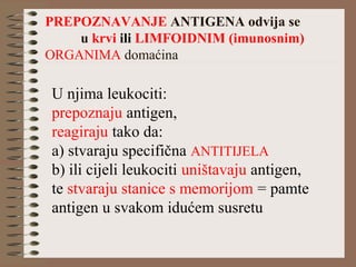 PREPOZNAVANJE ANTIGENA odvija se
u krvi ili LIMFOIDNIM (imunosnim)
ORGANIMA domaćina
U njima leukociti:
prepoznaju antigen,
reagiraju tako da:
a) stvaraju specifična ANTITIJELA
b) ili cijeli leukociti uništavaju antigen,
te stvaraju stanice s memorijom = pamte
antigen u svakom idućem susretu
 