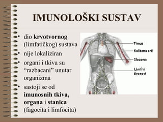 IMUNOLOŠKI SUSTAV
• dio krvotvornog
(limfatičkog) sustava
• nije lokaliziran
• organi i tkiva su
“razbacani” unutar
organizma
• sastoji se od
imunosnih tkiva,
organa i stanica
(fagocita i limfocita)
 