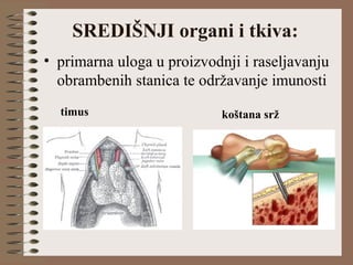 SREDIŠNJI organi i tkiva:
• primarna uloga u proizvodnji i raseljavanju
obrambenih stanica te održavanje imunosti
timus koštana srž
 