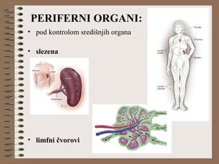 • pod kontrolom središnjih organa
• slezena
• limfni čvorovi
PERIFERNI ORGANI:
 