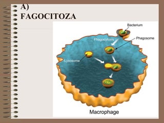 A)
FAGOCITOZA
 