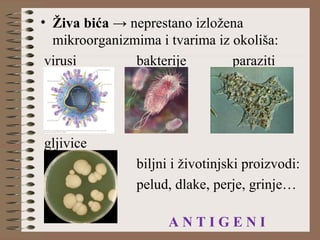 • Živa bića → neprestano izložena
mikroorganizmima i tvarima iz okoliša:
virusi bakterije paraziti
gljivice
biljni i životinjski proizvodi:
pelud, dlake, perje, grinje…
=
A N T I G E N I
 