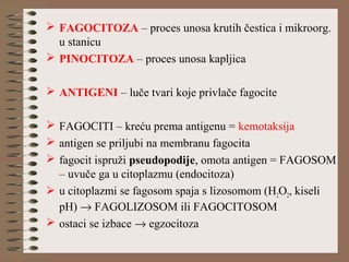  FAGOCITOZA – proces unosa krutih čestica i mikroorg.
u stanicu
 PINOCITOZA – proces unosa kapljica
 ANTIGENI – luče tvari koje privlače fagocite
 FAGOCITI – kreću prema antigenu = kemotaksija
 antigen se priljubi na membranu fagocita
 fagocit ispruži pseudopodije, omota antigen = FAGOSOM
– uvuče ga u citoplazmu (endocitoza)
 u citoplazmi se fagosom spaja s lizosomom (H2O2, kiseli
pH) → FAGOLIZOSOM ili FAGOCITOSOM
 ostaci se izbace → egzocitoza
 