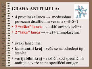 GRAĐA ANTITIJELA:
• 4 proteinska lanca → međusobno
povezani disulfidnim vezama (–S–S- )
• 2 “teška” lanca → ~ 440 aminokiselina
• 2 “laka” lanca → ~ 214 aminokiselina
• svaki lanac ima:
• konstantni kraj - veže se na određeni tip
stanica
• varijabilni kraj – različit kod specifičnih
antitijela, veže se na specifični antigen
 