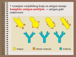 • vezanjem varijabilnog kraja za antigen nastaje
kompleks antigen-antitijelo → antigen gubi
reaktivnost
 