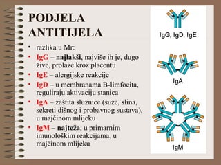 PODJELA
ANTITIJELA
• razlika u Mr:
• IgG – najlakši, najviše ih je, dugo
žive, prolaze kroz placentu
• IgE – alergijske reakcije
• IgD – u membranama B-limfocita,
reguliraju aktivaciju stanica
• IgA – zaštita sluznice (suze, slina,
sekreti dišnog i probavnog sustava),
u majčinom mlijeku
• IgM – najteža, u primarnim
imunološkim reakcijama, u
majčinom mlijeku
 