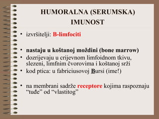 HUMORALNA (SERUMSKA)
IMUNOST
• izvršitelji: B-limfociti
• nastaju u koštanoj moždini (bone marrow)
• dozrijevaju u crijevnom limfoidnom tkivu,
slezeni, limfnim čvorovima i koštanoj srži
• kod ptica: u fabriciusovoj Bursi (ime!)
• na membrani sadrže receptore kojima raspoznaju
“tuđe” od “vlastitog”
 