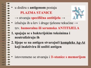 • u dodiru s antigenom postaju
PLAZMA STANICE
→ stvaraju specifična antitijela →
• izlučuju ih u krv i druge tjelesne tekućine →
tzv. humoralna ili serumska ANTITIJELA
1. spajaju se s bakterijskim toksinima i
neutraliziraju ih
2. lijepe se na antigen stvarajući kompleks Ag-At
koji inaktivira ili uništi antigen
• istovremeno se stvaraju i B-stanice s memorijom
 
