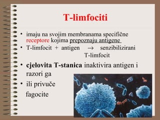T-limfociti
• imaju na svojim membranama specifične
receptore kojima prepoznaju antigene
• T-limfocit + antigen → senzibilizirani
T-limfocit
• cjelovita T-stanica inaktivira antigen i
razori ga
• ili privuče
fagocite
 