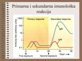 Primarna i sekundarna imunološka
reakcija
 
