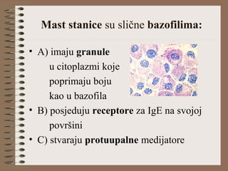 Mast stanice su slične bazofilima:
• A) imaju granule
u citoplazmi koje
poprimaju boju
kao u bazofila
• B) posjeduju receptore za IgE na svojoj
površini
• C) stvaraju protuupalne medijatore
 