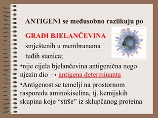 ANTIGENI se međusobno razlikuju po
GRAĐI BJELANČEVINA
smještenih u membranama
tuđih stanica;
•nije cijela bjelančevina antigenična nego
njezin dio → antigena determinanta
•Antigenost se temelji na prostornom
rasporedu aminokiselina, tj. kemijskih
skupina koje “strše” iz sklupčanog proteina
 