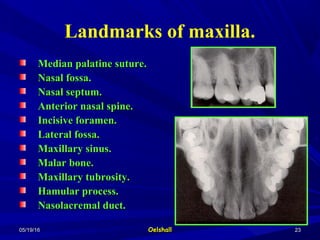 05/19/1605/19/16 OelshallOelshall 2323
Landmarks of maxilla.
Median palatine suture.Median palatine suture.
Nasal fossa.Nasal fossa.
Nasal septum.Nasal septum.
Anterior nasal spine.Anterior nasal spine.
Incisive foramen.Incisive foramen.
Lateral fossa.Lateral fossa.
Maxillary sinus.Maxillary sinus.
Malar bone.Malar bone.
Maxillary tubrosity.Maxillary tubrosity.
Hamular process.Hamular process.
Nasolacremal duct.Nasolacremal duct.
 