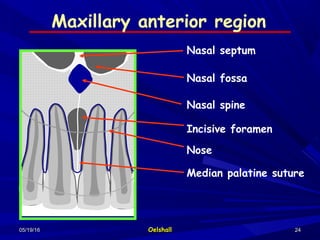 05/19/1605/19/16 OelshallOelshall 2424
Maxillary anterior region
Nasal septum
Nasal fossa
Nasal spine
Incisive foramen
Nose
Median palatine suture
 