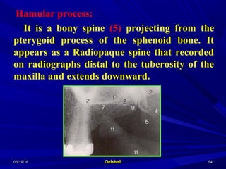 05/19/1605/19/16 OelshallOelshall 5454
Hamular process:
It is a bony spine (5) projecting from the
pterygoid process of the sphenoid bone. It
appears as a Radiopaque spine that recorded
on radiographs distal to the tuberosity of the
maxilla and extends downward.
 