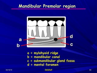 05/19/1605/19/16 OelshallOelshall 6969
Mandibular Premolar region
a = mylohyoid ridge
b = mandibular canal
c = submandibular gland fossa
d = mental foramen
 