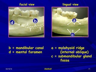 05/19/1605/19/16 OelshallOelshall 7171
c
b = mandibular canal
d = mental foramen
a = mylohyoid ridge
(internal oblique)
c = submandibular gland
fossa
facial view lingual view
c
a
dd b
 