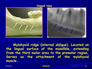 05/19/1605/19/16 OelshallOelshall 7979
Mylohyoid ridge (internal oblique). Located on
the lingual surface of the mandible, extending
from the third molar area to the premolar region.
Serves as the attachment of the mylohyoid
muscle.
lingual view
 