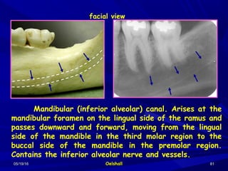 05/19/1605/19/16 OelshallOelshall 8181
facial view
Mandibular (inferior alveolar) canal. Arises at the
mandibular foramen on the lingual side of the ramus and
passes downward and forward, moving from the lingual
side of the mandible in the third molar region to the
buccal side of the mandible in the premolar region.
Contains the inferior alveolar nerve and vessels.
 