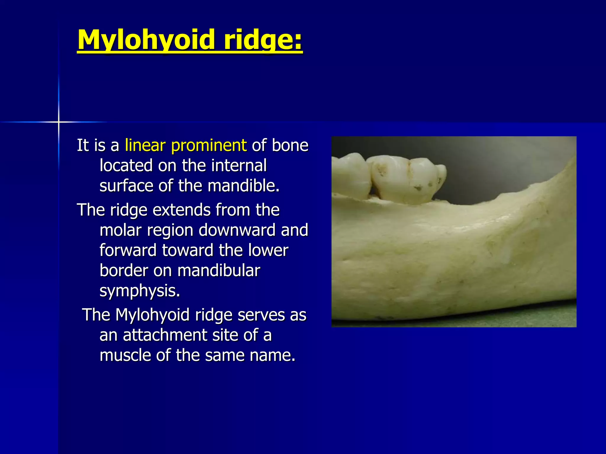 Radiographic Anatomical Landmarks | PPSX