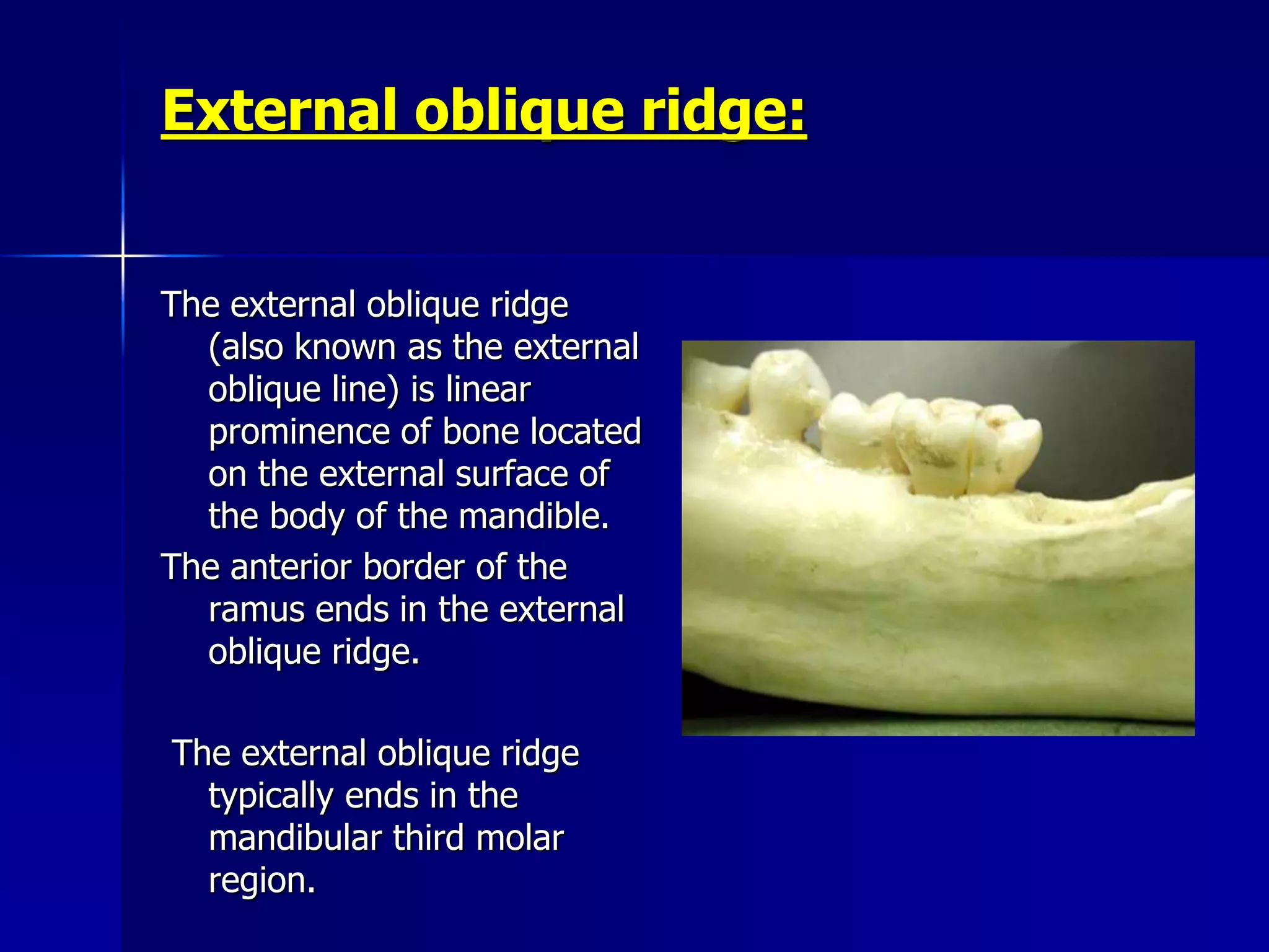 Radiographic Anatomical Landmarks | PPSX