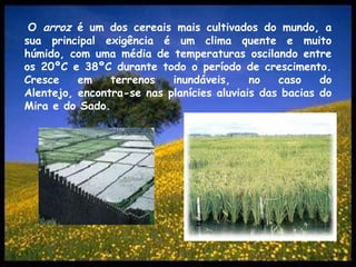 O arroz é um dos cereais mais cultivados do mundo, a sua principal exigência é um clima quente e muito húmido, com uma média de temperaturas oscilando entre os 20ºC e 38ºC durante todo o período de crescimento. Cresce em terrenos inundáveis, no caso do Alentejo, encontra-se nas planícies aluviais das bacias do Mira e do Sado.