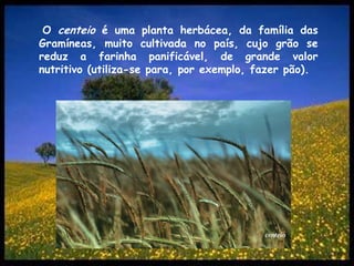 O centeio é uma planta herbácea, da família das Gramíneas, muito cultivada no país, cujo grão se reduz a farinha panificável, de grande valor nutritivo (utiliza-se para, por exemplo, fazer pão).