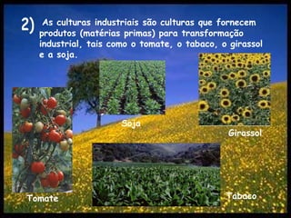 As culturas industriais são culturas que fornecem produtos (matérias primas) para transformação industrial, tais como o tomate, o tabaco, o girassol e a soja.2)SojaGirassolTabacoTomate
