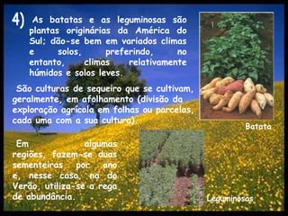 As batatas e as leguminosas são plantas originárias da América do Sul; dão-se bem em variados climas e solos, preferindo, no entanto, climas relativamente húmidos e solos leves.4)São culturas de sequeiro que se cultivam, geralmente, em afolhamento (divisão da exploração agrícola em folhas ou parcelas, cada uma com a sua cultura).BatataEm algumas regiões, fazem-se duas sementeiras por ano e, nesse caso, na do Verão, utiliza-se a rega de abundância.Leguminosas
