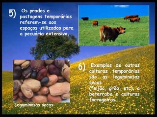 Os prados e pastagens temporárias referem-se aos espaços utilizados para a pecuária extensiva.5)Exemplos de outras culturas temporárias são as leguminosas secas (feijão, grão, etc), a beterraba e culturas forrageiras.6)Leguminosas secas