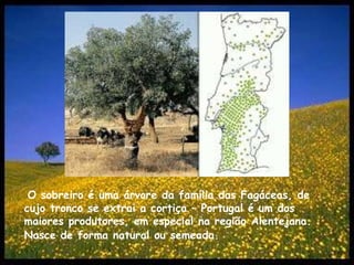 O sobreiro é uma árvore da família das Fagáceas, de cujo tronco se extrai a cortiça – Portugal é um dos maiores produtores, em especial na região Alentejana. Nasce de forma natural ou semeada.