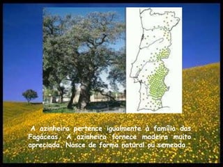 A azinheira pertence igualmente à família das Fagáceas. A azinheira fornece madeira muito apreciada. Nasce de forma natural ou semeada.