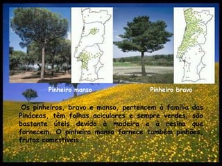 Pinheiro bravoPinheiro mansoOs pinheiros, bravo e manso, pertencem à família das Pináceas, têm folhas aciculares e sempre verdes, são bastante úteis devido à madeira e à resina que fornecem. O pinheiro manso fornece também pinhões, frutos comestíveis.