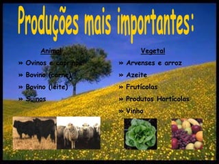 Produções mais importantes:Animal» Ovinos e caprinos» Bovino (carne)» Bovino (leite)» SuínosVegetal» Arvenses e arroz» Azeite» Frutícolas» Produtos Hortícolas» Vinho
