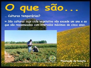 O que são...… Culturas temporárias?»São culturas cujo ciclo vegetativo não excede um ano e as que são ressemeadas com intervalos máximos de cinco anos.Plantação de tomate