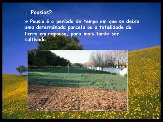 … Pousios?» Pousio é o período de tempo em que se deixa uma determinada parcela ou a totalidade da terra em repouso, para mais tarde ser cultivada.