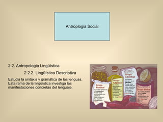 Antroplogia Social 2.2. Antropologia Lingüística 2.2.2. Lingüística Descriptiva Estudia la sintaxis y gramática de las lenguas. Esta rama de la lingüística investiga las manifestaciones concretas del lenguaje. 