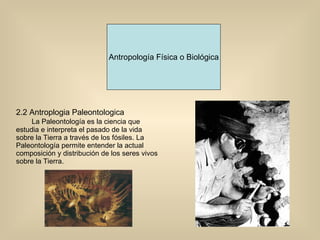 Antropología Física o Biológica 2.2 Antroplogia Paleontologica La Paleontología es la ciencia que estudia e interpreta el pasado de la vida sobre la Tierra a través de los fósiles. La Paleontología permite entender la actual composición y distribución de los seres vivos sobre la Tierra.  