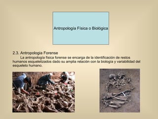 Antropología Física o Biológica 2.3. Antropologia Forense La antropología física forense se encarga de la identificación de restos humanos esqueletizados dado su amplia relación con la biología y variabilidad del esqueleto humano. 