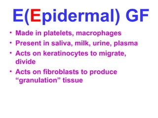 E(Epidermal) GF 
• Made in platelets, macrophages 
• Present in saliva, milk, urine, plasma 
• Acts on keratinocytes to migrate, 
divide 
• Acts on fibroblasts to produce 
“granulation” tissue 
 