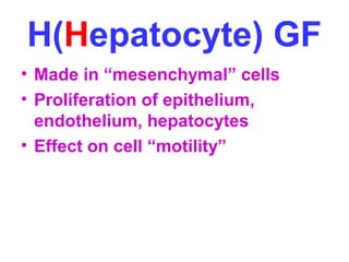 H(Hepatocyte) GF 
• Made in “mesenchymal” cells 
• Proliferation of epithelium, 
endothelium, hepatocytes 
• Effect on cell “motility” 
 